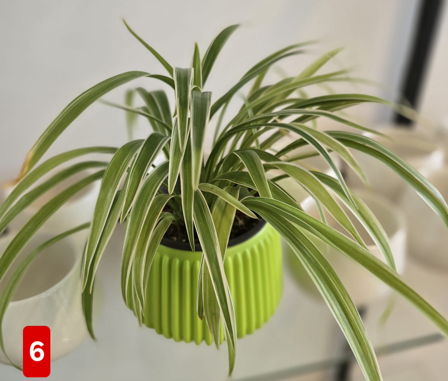 Spider Plant